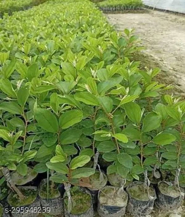 Grafted_Red_Hybrid_Ber_Kul_Plant