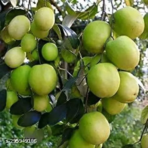 Thai_Ber_Kul_Plant