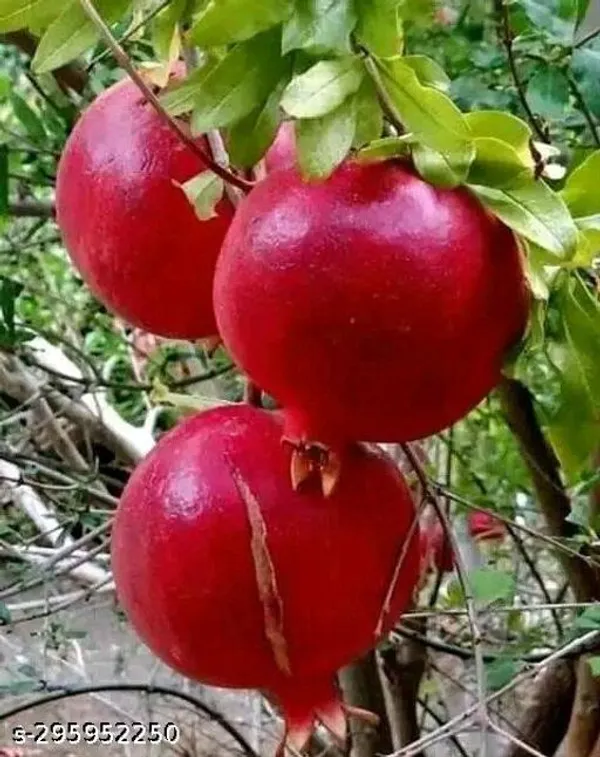 Super_Ganesh_Hybrid_Anar_Pomegranate_Bedana_Tree_Guti_Kalam_Original_Variety