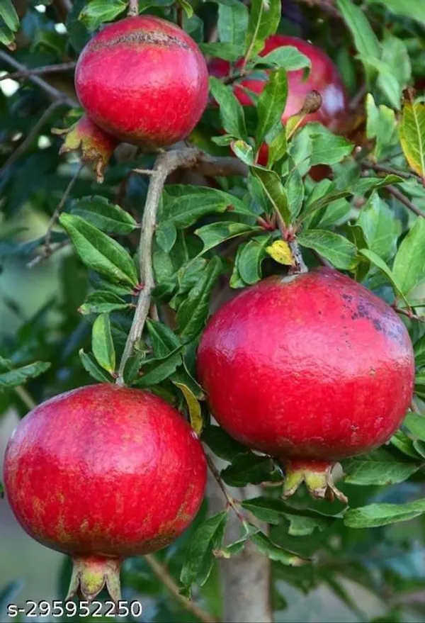 Super_Ganesh_Hybrid_Anar_Pomegranate_Bedana_Tree_Guti_Kalam_Original_Variety
