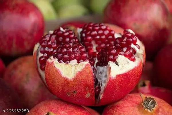 Super_Ganesh_Hybrid_Anar_Pomegranate_Bedana_Tree_Guti_Kalam_Original_Variety