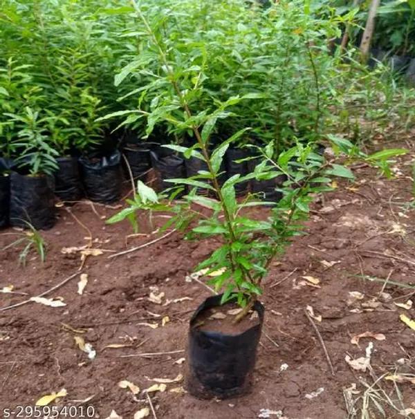 Hybrid_Dalim_Annar_Fruit_Tree_Plant__By_Mondal_Plant_Nursery