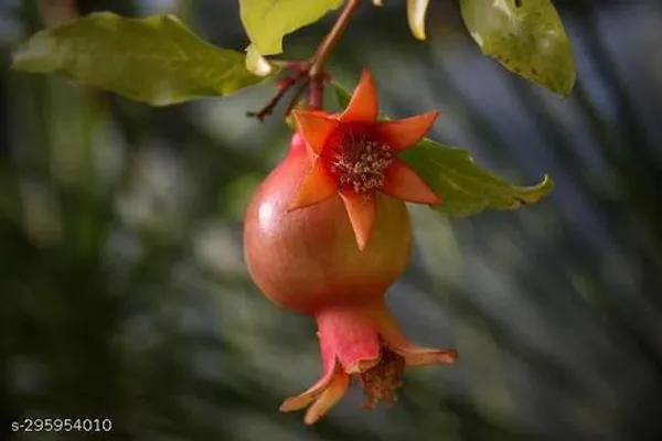 Hybrid_Dalim_Annar_Fruit_Tree_Plant__By_Mondal_Plant_Nursery
