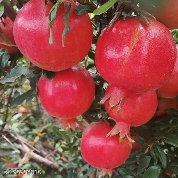 Hybrid_Dalim_Annar_Fruit_Tree_Plant__By_Mondal_Plant_Nursery