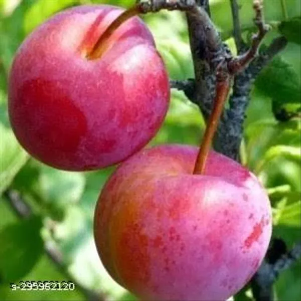 Aloo_Bukhara_Fruit_Palnt