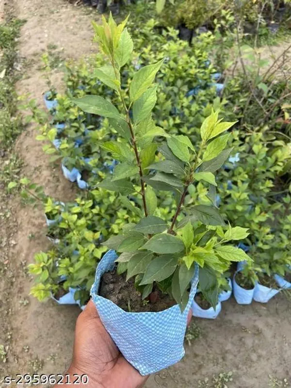 Aloo_Bukhara_Fruit_Palnt