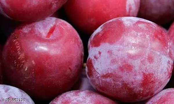 Aloo_Bukhara_Fruit_Palnt
