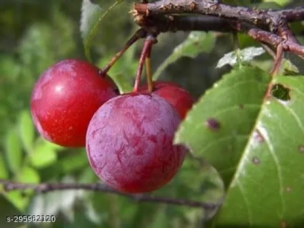 Aloo_Bukhara_Fruit_Palnt