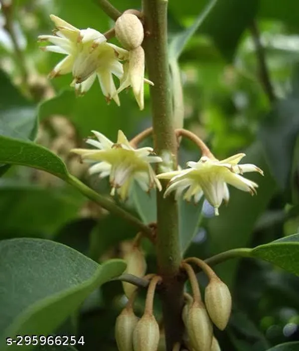 Rare_Medicinal_Plant_Bakul