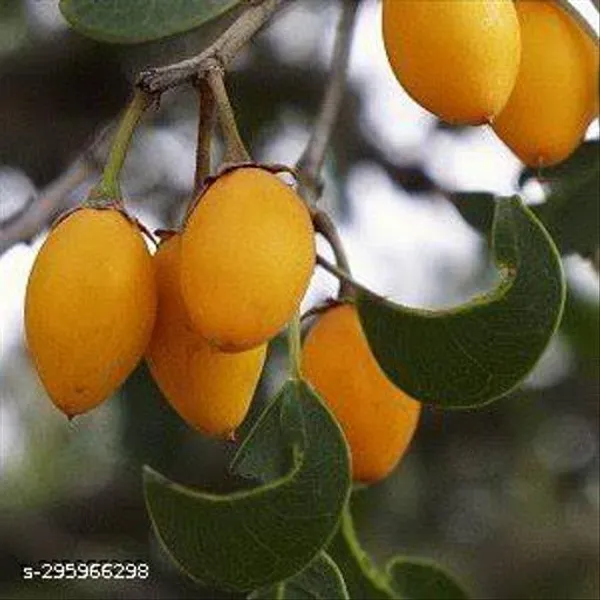 Best_Quality_Bakul_Tree_Plant