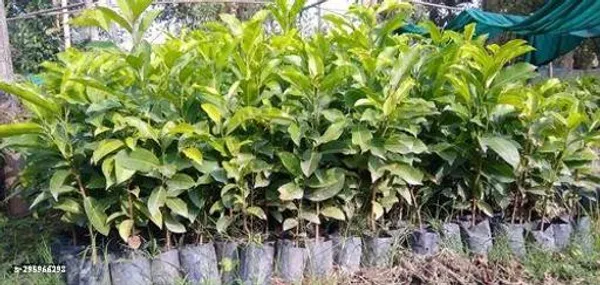Best_Quality_Bakul_Tree_Plant