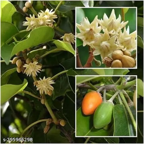 Best_Quality_Bakul_Tree_Plant