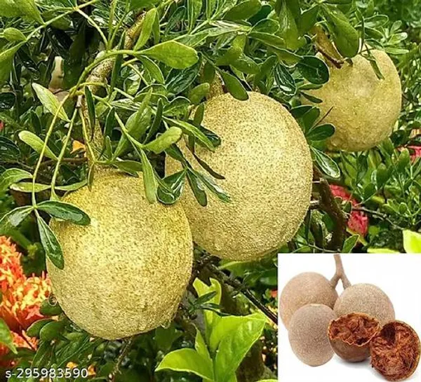 Kot_Bel_Plants_Tree