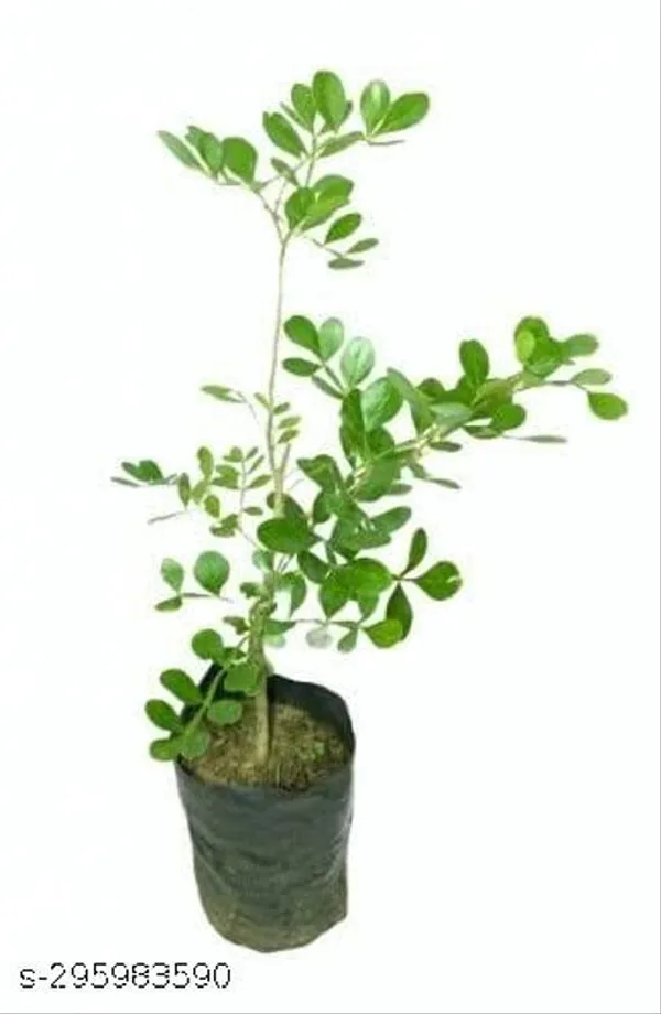 Kot_Bel_Plants_Tree