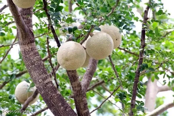 Thai_Wood_Apple_Bael_Kot_Bel_Plants_Tree