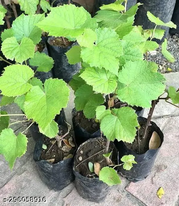 Best_Grape_Fruit_Tree_Plant