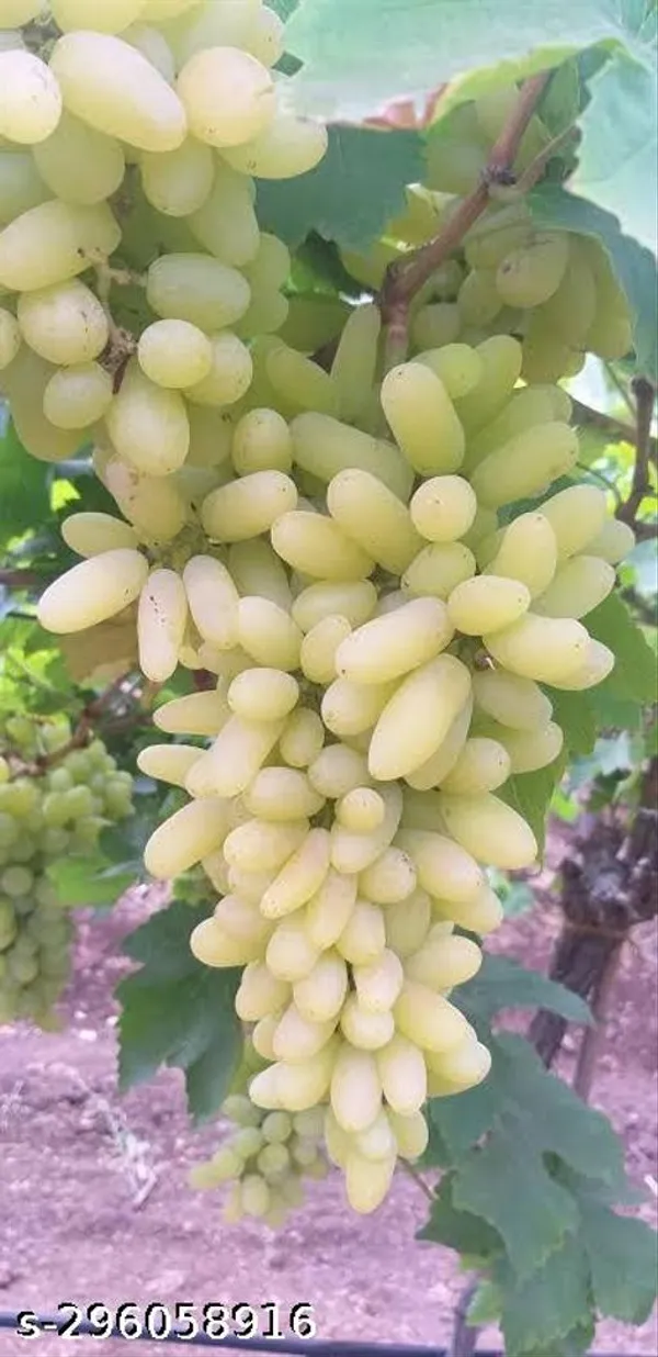 Best_Grape_Fruit_Tree_Plant