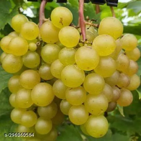 Seedless_White_Grape_Vines