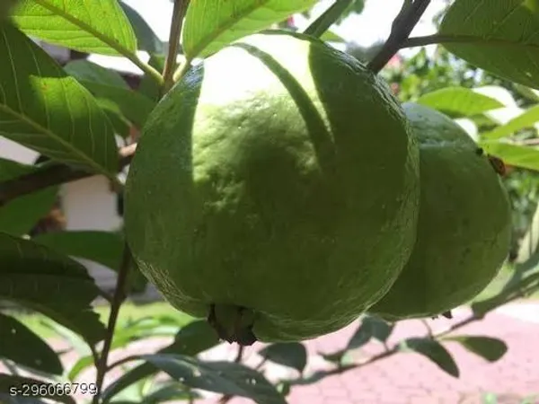 Hybrid_Jambu_Guava_Piyara_Fruit_Tree_Plant