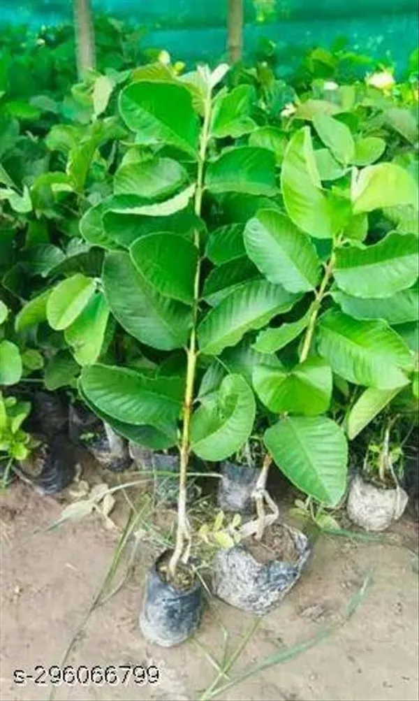 Hybrid_Jambu_Guava_Piyara_Fruit_Tree_Plant