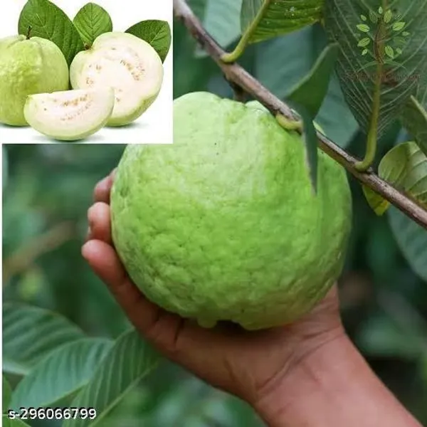 Hybrid_Jambu_Guava_Piyara_Fruit_Tree_Plant