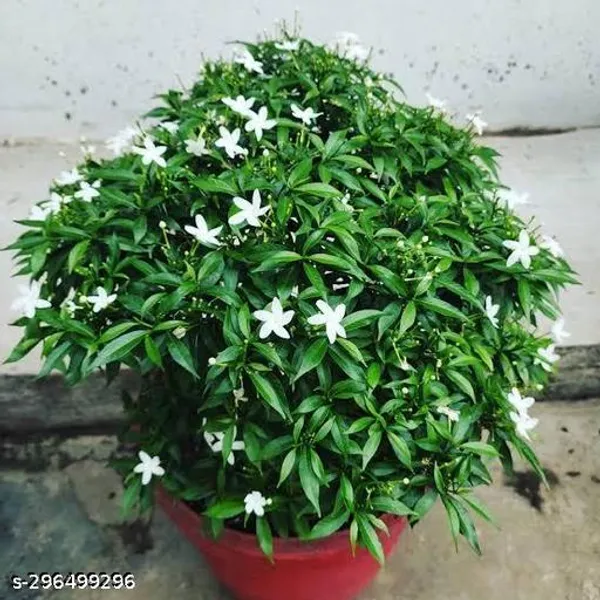 Best_Quality_Chinese_Tagar_Flower_Plant