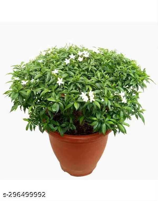 Chinese_Tagar_Flower_Plant