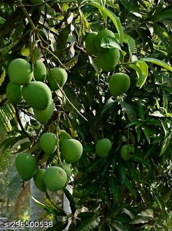 Desi_Mango_Tree_Plant