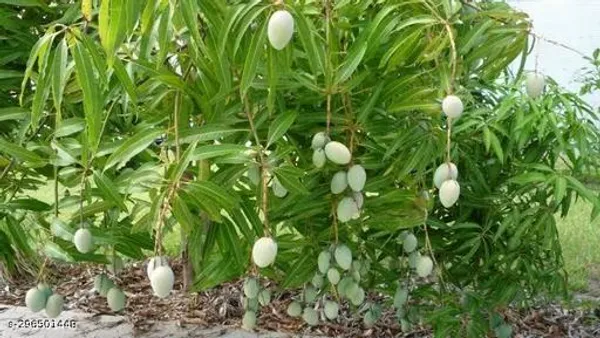 Vm_Mango_Tree_Plant