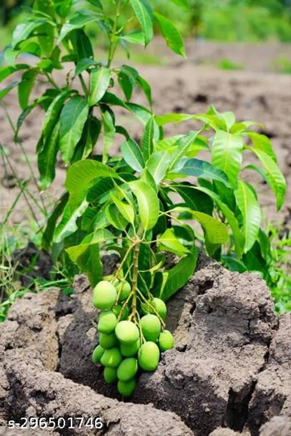 Grafted_Mango_Tree_Plant