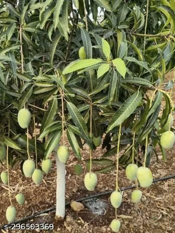 Kesar_Mango_Tree_Plant