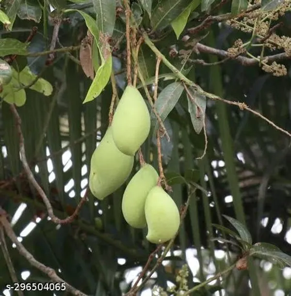 M9_Dwarf_Mango_Tree_Plant