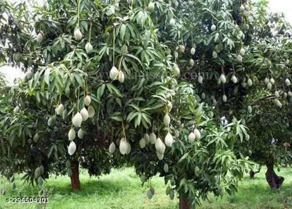Thotha_Puri_Mango_Tree_Plant