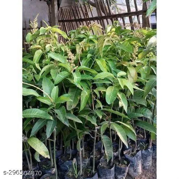 All_Time_Sweet_Mango_Plant_Hybride