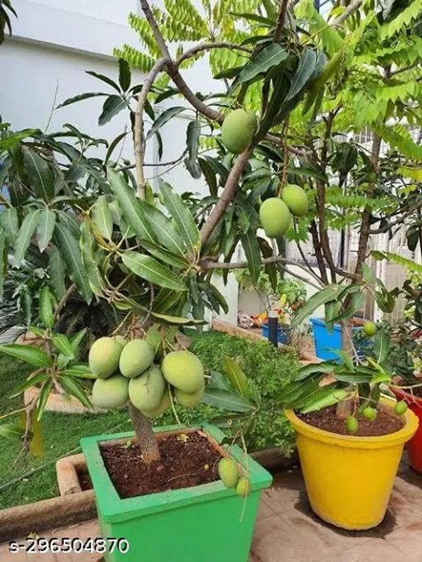 All_Time_Sweet_Mango_Plant_Hybride
