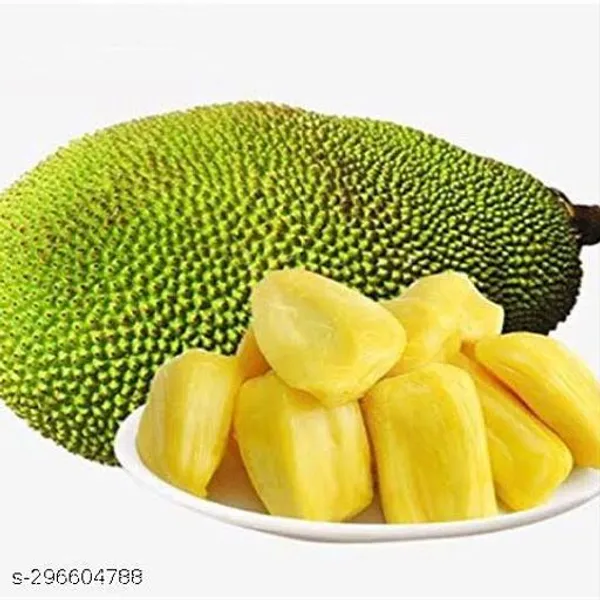 Jackfruit_Sultan_Grafted_Fruit_Plant