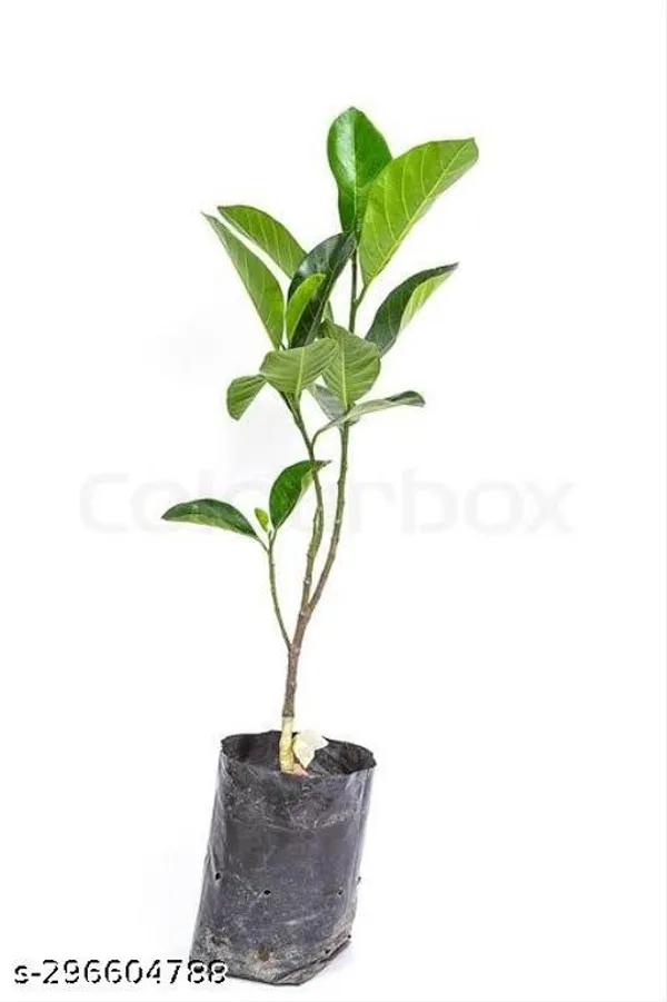 Jackfruit_Sultan_Grafted_Fruit_Plant