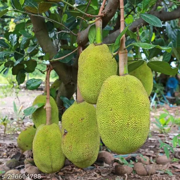 Jackfruit_Sultan_Grafted_Fruit_Plant