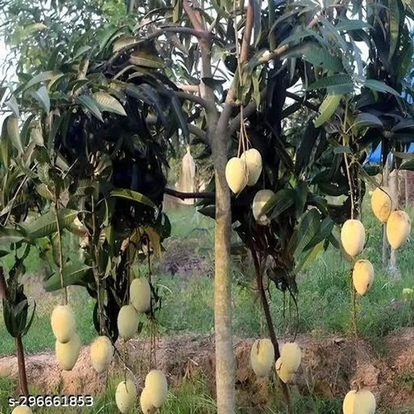 Gourmoti_Mango_Fruit_Tree_Plant
