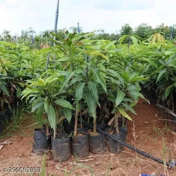 Gourmoti_Mango_Fruit_Tree_Plant