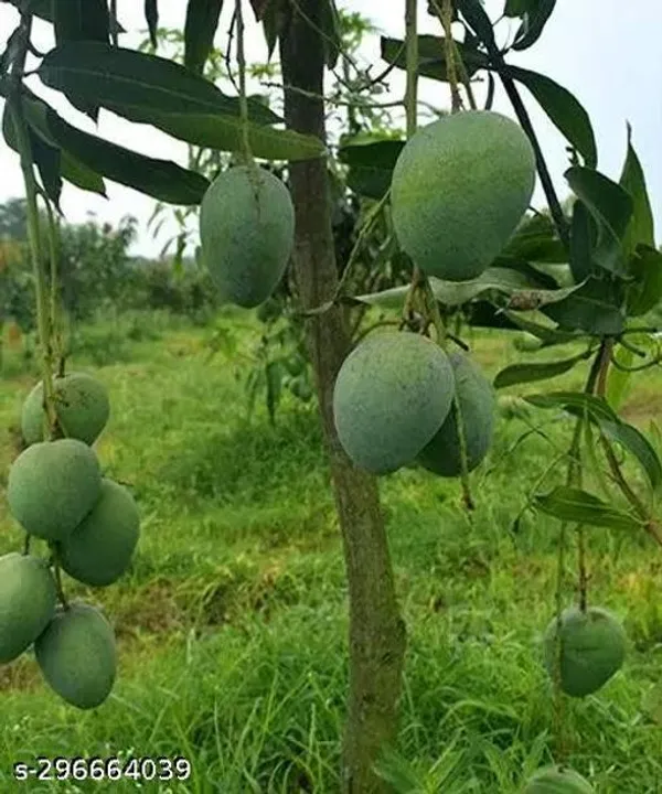 Grafted_Mango_Fruit_Tree_Plant