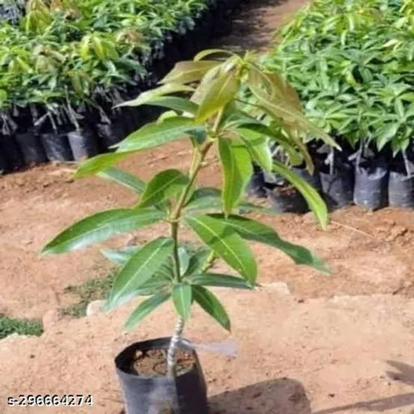 Juicy_Mango_Fruit_Tree_Plant