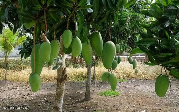 Juicy_Mango_Fruit_Tree_Plant