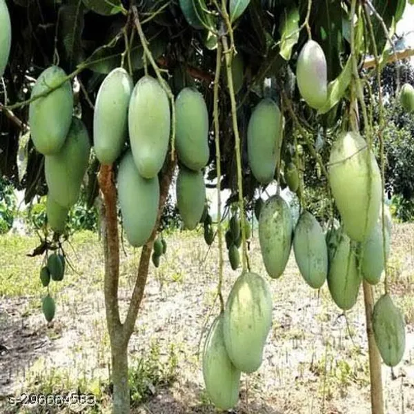 All_Time_Sweet_Katimon_Mango_Plant