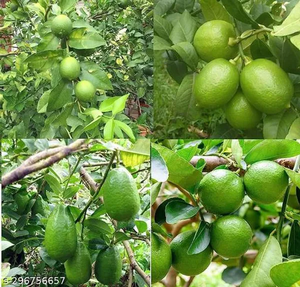 Combo_Pack_Of_4_Sweet_Malta_Lemon_Orrenge_Lemon_Seedless_Lemon_Hybrid_Pati_Lemon_Fruit_Plant