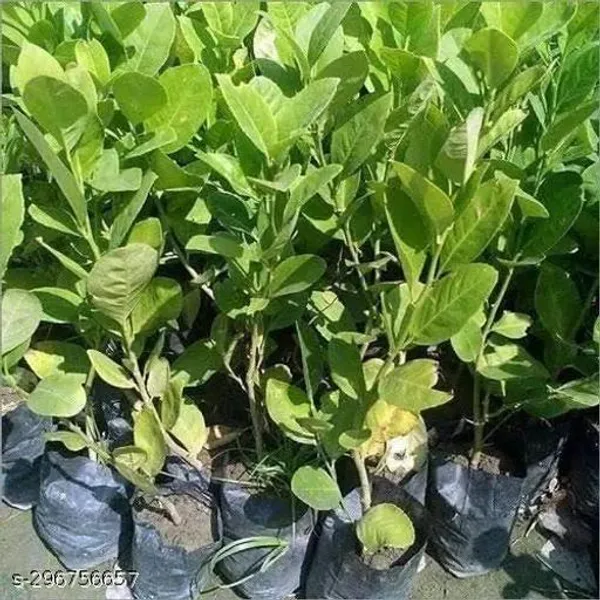 Combo_Pack_Of_4_Sweet_Malta_Lemon_Orrenge_Lemon_Seedless_Lemon_Hybrid_Pati_Lemon_Fruit_Plant