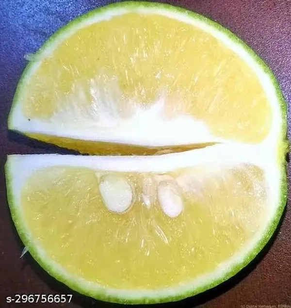 Combo_Pack_Of_4_Sweet_Malta_Lemon_Orrenge_Lemon_Seedless_Lemon_Hybrid_Pati_Lemon_Fruit_Plant