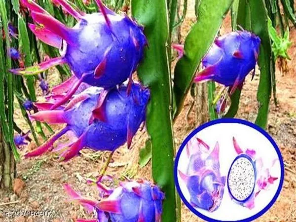 Blue_Dragon_Fruit_Tree_Plant_Pack_Of_3