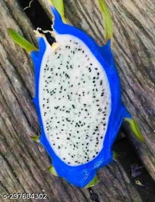 Blue_Dragon_Fruit_Tree_Plant_Pack_Of_3