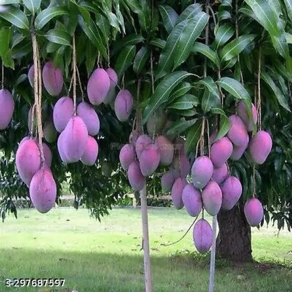Palmar_Mango_Fruit_Tree_Plant